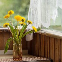 Одуванчики на балконе... :: Елена Пономарева