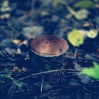 Съедобно или нет? :: Дмитрий Петров