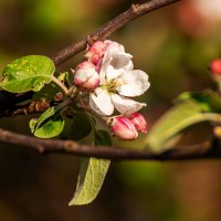 Яблоня :: Александр 