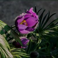 Весеннее цветение :: Наталья Rosenwasser