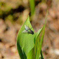 природа начала мая 2 :: Александр Прокудин природа начала мая 2 :: Александр Прокудин