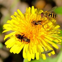 природа начала мая 5 :: Александр Прокудин