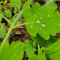 ***капли дождя на листьях*** :: Olga Oskolkova