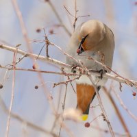 Свиристель. :: Виктор Иванович Чернюк