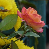 Глория Дей :: Валентин Семчишин Глория Дей :: Валентин Семчишин