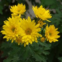 Жёлтые хризантемы :: Валентин Семчишин