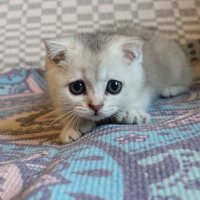 Мышь на охоте). :: Марина Леонидовна