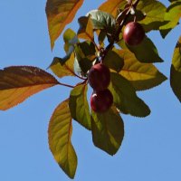 Краснеют плоды декоративной сливы, но созревают они в середине лета :: Татьяна Смоляниченко Краснеют плоды декоративной сливы, но созревают они в середине лета :: Татьяна Смоляниченко