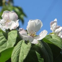 Цветёт айва обыкновенная :: Татьяна Смоляниченко