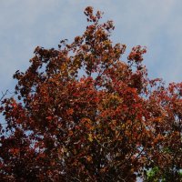 май :: Елена Шаламова