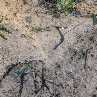 золотистые щурки. :: юрий макаров золотистые щурки. :: юрий макаров