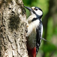Самка БПД :: Лина Самка БПД :: Лина