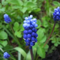 Мускари :: Людмила Смородинская