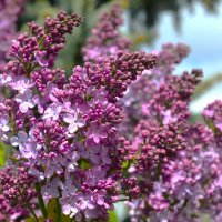 Сирень в "Парке победы" :: Константин Анисимов