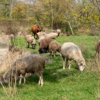 Овцы :: Игорь Сикорский Овцы :: Игорь Сикорский