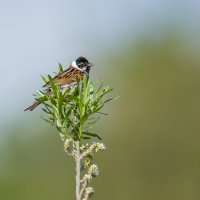 Тростниковая овсянка. :: Sergey (Apg)