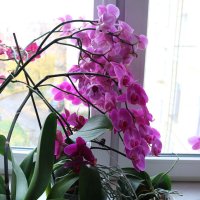 Вечная весна :: Ольга Вечная весна :: Ольга