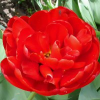 Тюльпаны сегодня пришлись ко двору. :: Ольга Довженко Тюльпаны сегодня пришлись ко двору. :: Ольга Довженко