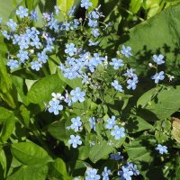 Незабудок глазки голубые из травы доверчиво глядят… :: Freddy 97