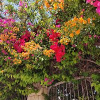 По дороге домой из парка. :: Светлана Хращевская