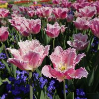 ... :: Галина ... :: Галина