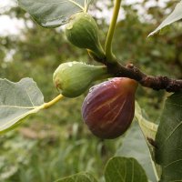 Инжир :: Валерий Инжир :: Валерий