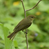 Пеночка теньковка. :: Алексей . Пеночка теньковка. :: Алексей .