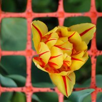 Сижу за решёткой в темнице сырой... :: Светлана 