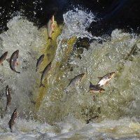 вимба идет на нерест :: ИННА ПОРОХОВА