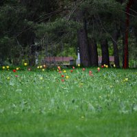 Майские тюльпаны. :: Наталья Вязигина