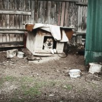 Незатейливая жизнь.. :: Зан Занозович . Незатейливая жизнь.. :: Зан Занозович .