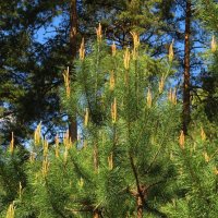 Украшения сосны :: Андрей Снегерёв Украшения сосны :: Андрей Снегерёв