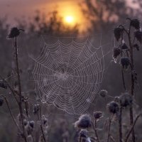 ПАУТИНА :: Natalie Bolotenkova ПАУТИНА :: Natalie Bolotenkova