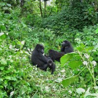 Африканские горные гориллы. :: unix (Илья Утропов)