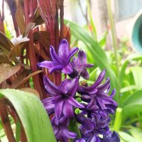 Гиацинт :: Сапсан 