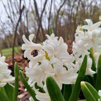 Гиацинт :: Сапсан 