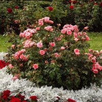 Расцвели на клумбе розовые розы ,льётся дивный сладкий аромат! :: Нина Андронова