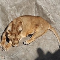 Львица :: <<< Наташа >>>