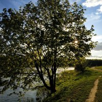 Дерево там такое :: Андрей Лукьянов