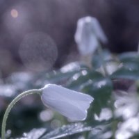 Пробуждение :: Lyubov Busova