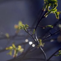 Дыхание Лета :: Lyubov Busova