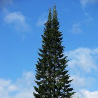 Пихта :: Людмила Смородинская