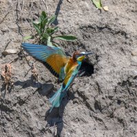 золотистые щурки :: юрий макаров