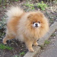 Братья наши меньшие... :: Рита Симонова