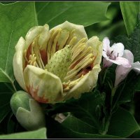 *** :: Aleksandr Gal