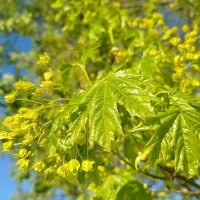 Цветение клёна :: светлана льдокова