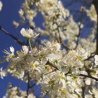 Слива цветет :: Татьяна Пальчикова Слива цветет :: Татьяна Пальчикова