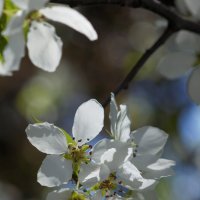 Весна :: Наталия Григорьева Весна :: Наталия Григорьева