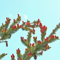 Молодые еловые шишечки :: Светлана 