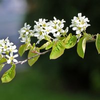 Веточка черёмухи :: Светлана 